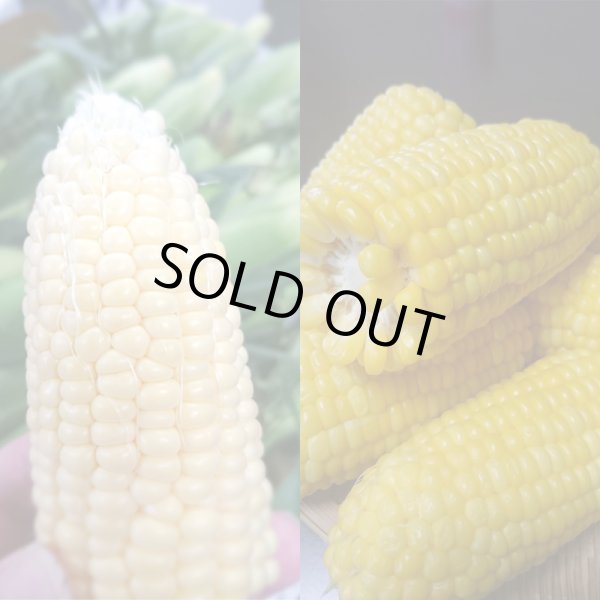 画像5: 【嶽きみ】とうもろこし(30本/1箱)青森県産 (5)