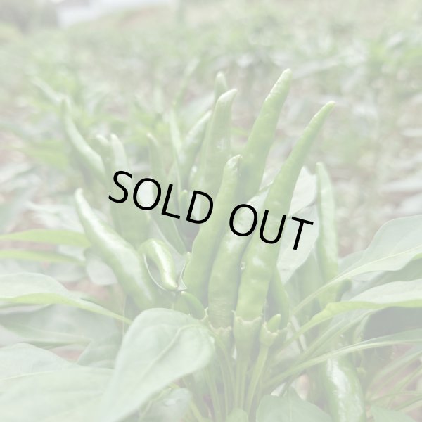 画像2: 内藤とうがらし青の実500g(フレッシュ) (2)