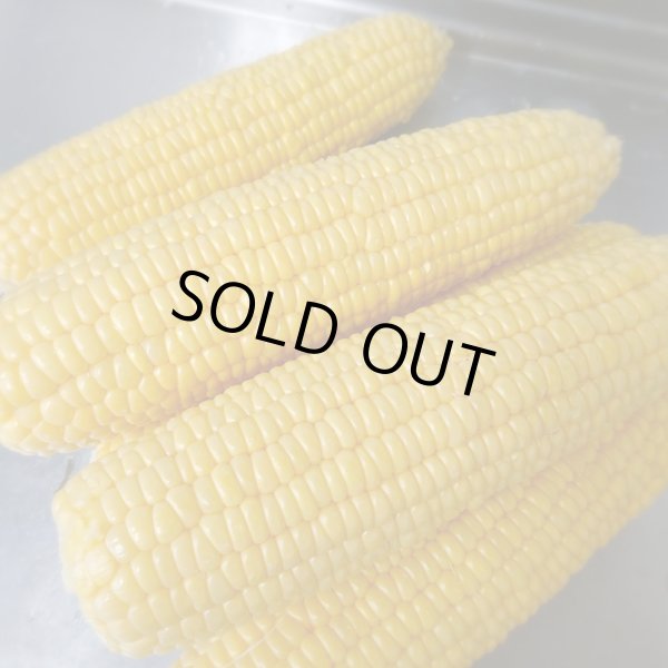 画像4: 【嶽きみ】とうもろこし(30本/1箱)青森県産 (4)