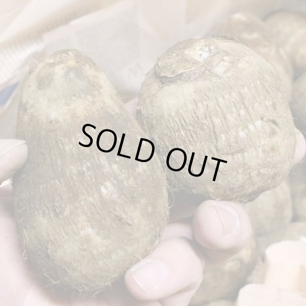 画像2: 里芋5kg箱 (2)