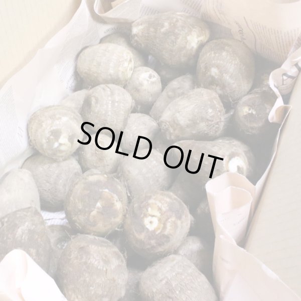 画像4: 里芋5kg箱 (4)