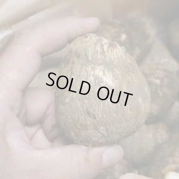 画像3: 里芋5kg箱 (3)