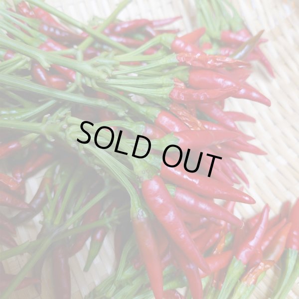 画像7: とうがらしの日限定バージョン2024　内藤とうがらし七色shichimi_No.046 (7)