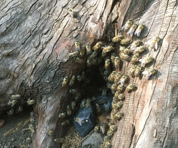 国産蜂蜜のミツバチ