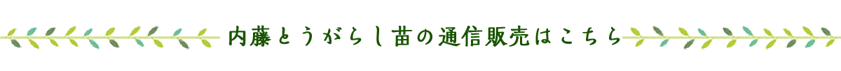 内藤とうがらし苗の通信販売はこちら