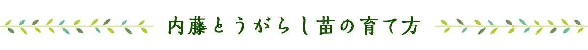 内藤とうがらし苗の育て方