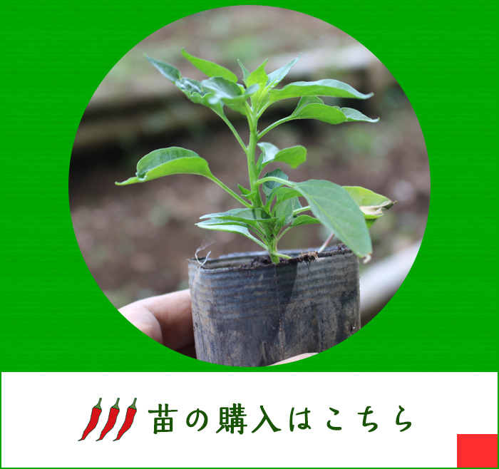内藤とうがらし苗のご案内 国産野菜の配達 日本おいしいもの新聞